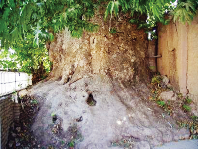 ‌چنار ۲۵۰۰ساله در روستای کیذقان